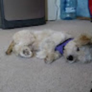 Meet your Posher, Corigann